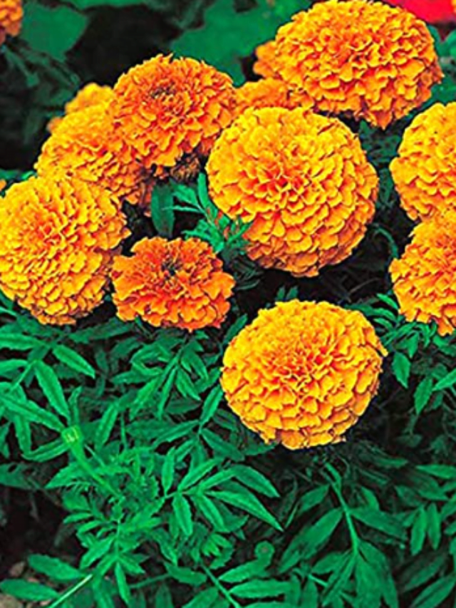 7 Benefits and Uses of Marigold.