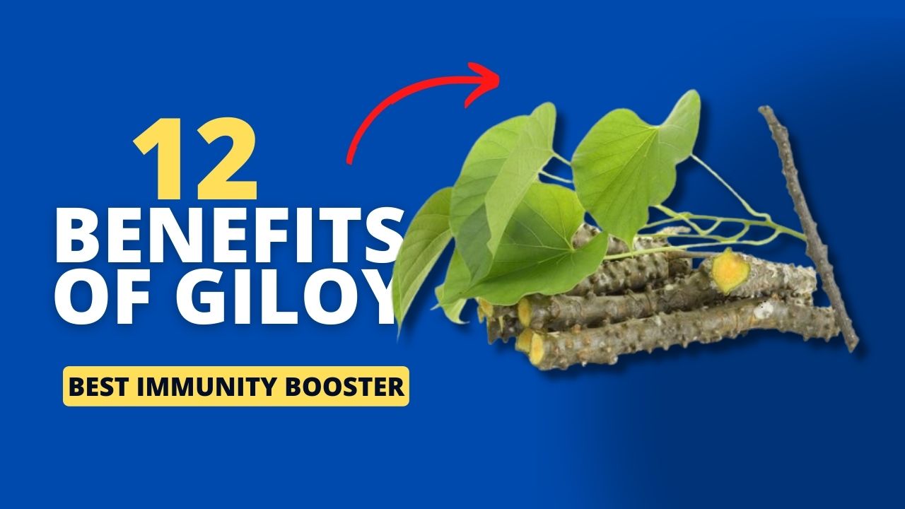 12 Benefits of Giloy Which is Useful In Immunity Boosting and Chronic Fever And Diabetes.