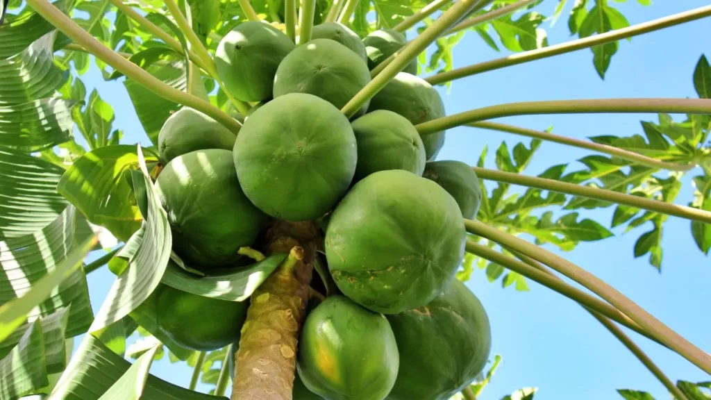  health benefits of Papaya 