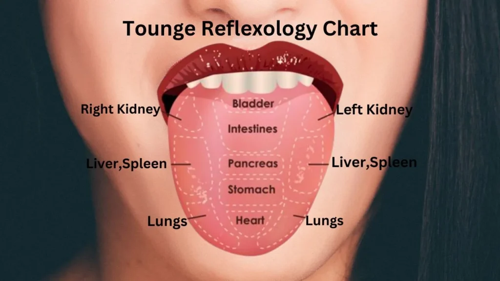 Tounge Reflexology Chart showing