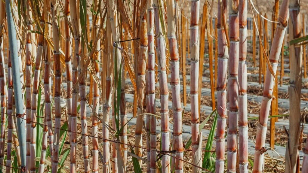 sugarcane