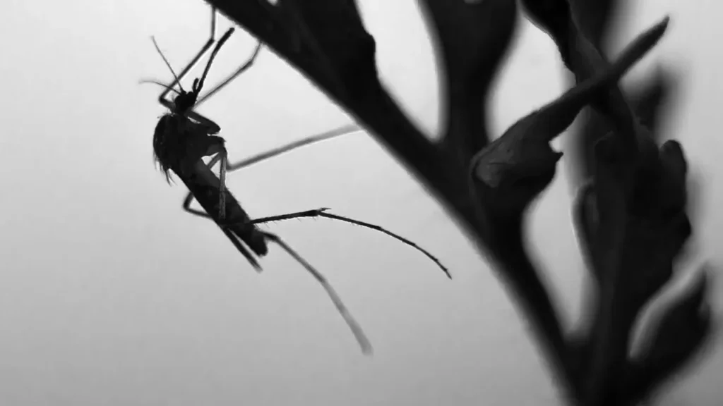 Mosquito sitting on plant