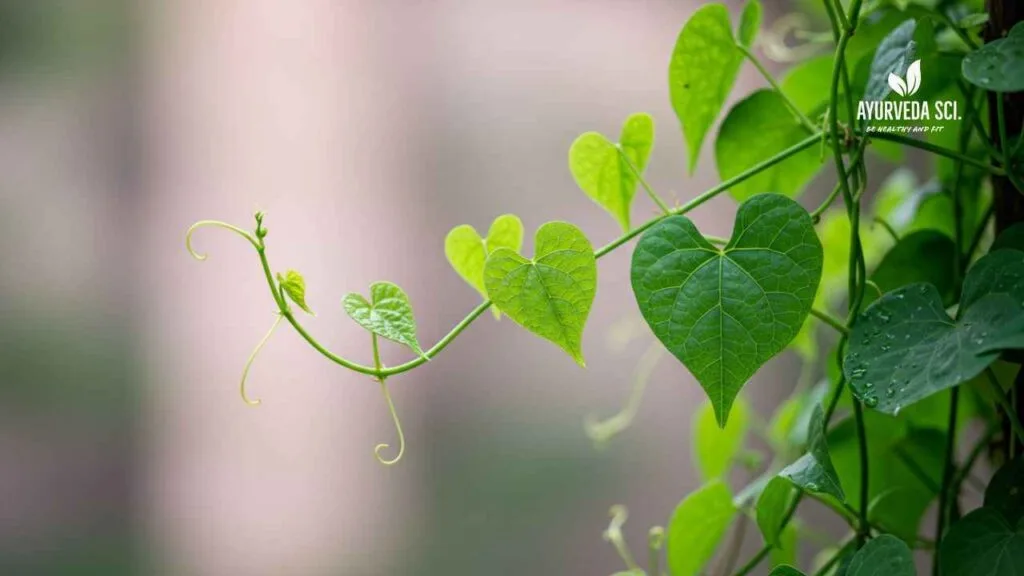 Giloy Plant Vine and heart Shape