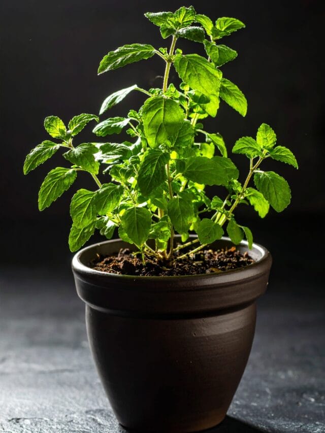 Tulsi: The Sacred Herb That Strengthens Immunity Naturally.