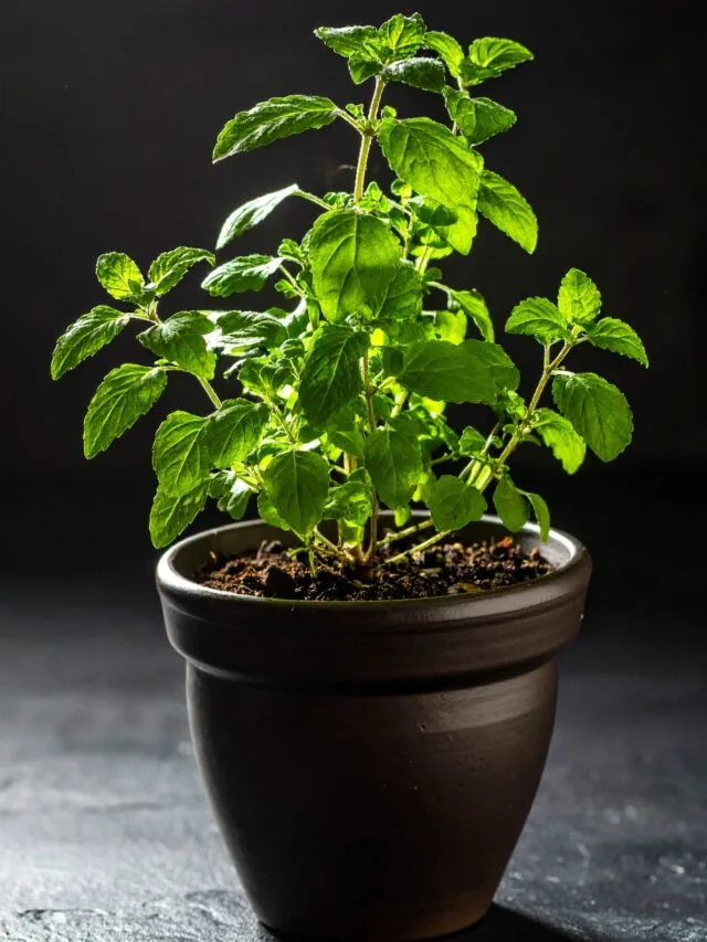 Tulsi: The Sacred Herb That Strengthens Immunity Naturally.