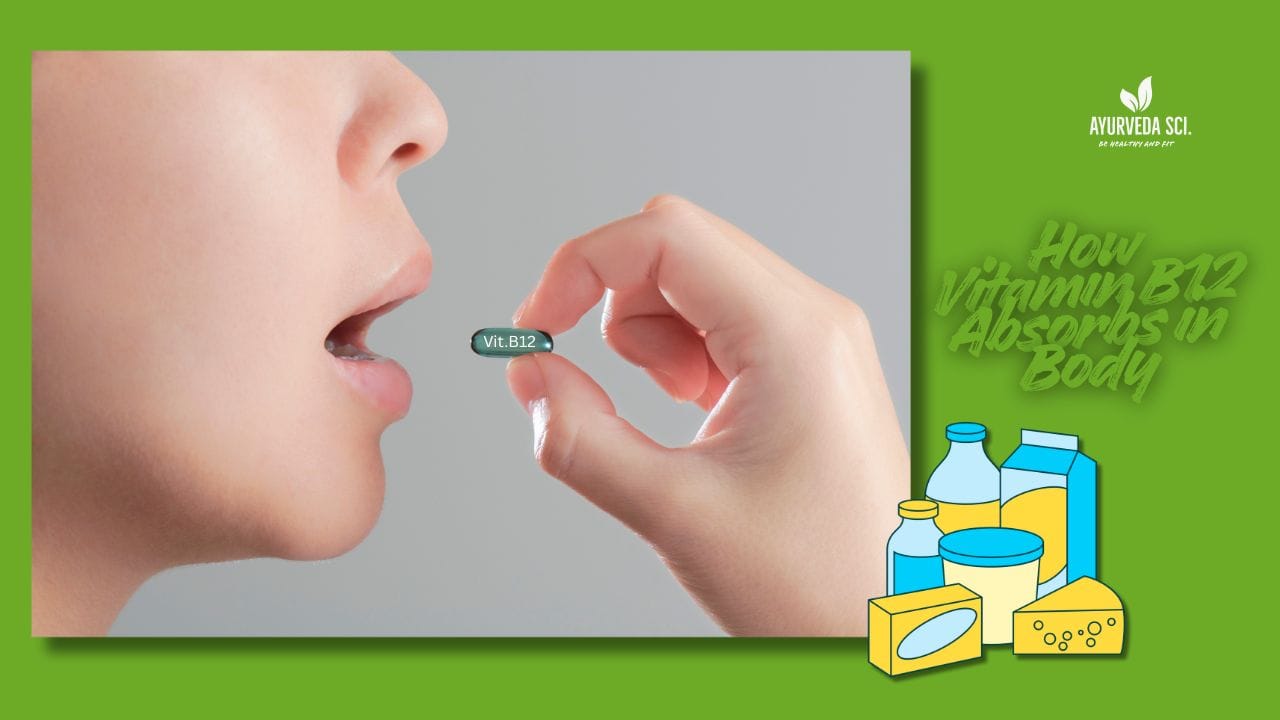Vitamin B12 Absorption: A Step-by-Step Journey Through the Body - Ayurveda Sci.